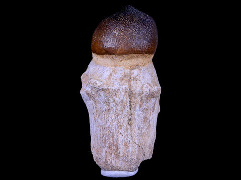2.9" Globidens Mosasaur Fossil Tooth Root Cretaceous Dinosaur Era COA & Stand - Fossil Age Minerals