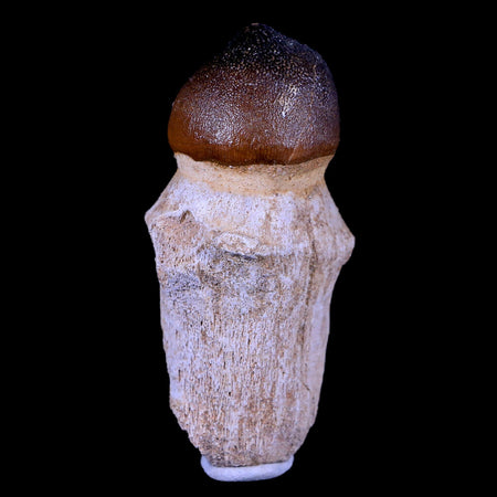 2.9" Globidens Mosasaur Fossil Tooth Root Cretaceous Dinosaur Era COA & Stand