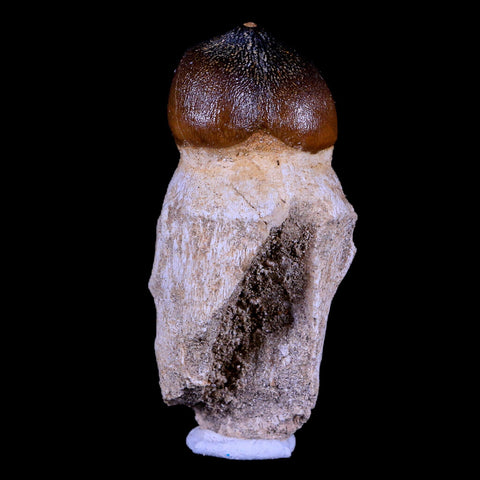 2.9" Globidens Mosasaur Fossil Tooth Root Cretaceous Dinosaur Era COA & Stand - Fossil Age Minerals
