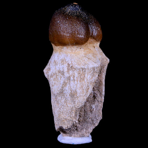 2.9" Globidens Mosasaur Fossil Tooth Root Cretaceous Dinosaur Era COA & Stand - Fossil Age Minerals