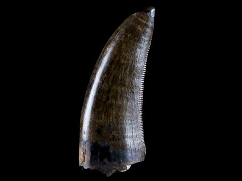 1.2" Tyrannosaur Serrated Fossil Tooth Cretaceous Dinosaur Judith River FM MT COA - Fossil Age Minerals