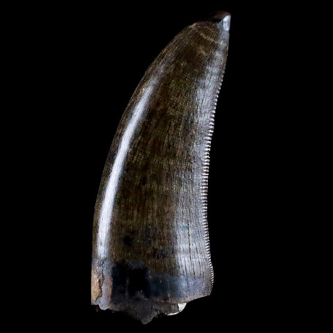 1.2" Tyrannosaur Serrated Fossil Tooth Cretaceous Dinosaur Judith River FM MT COA - Fossil Age Minerals