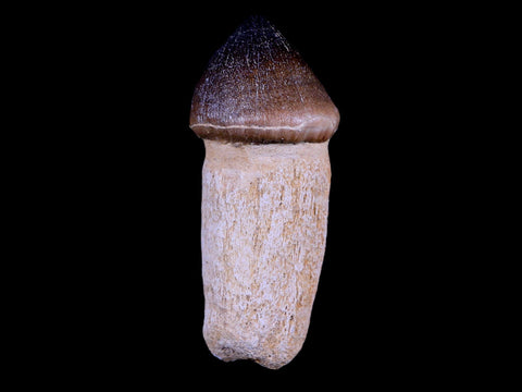 3.1" Globidens Mosasaur Fossil Tooth Root Cretaceous Dinosaur Era COA & Stand - Fossil Age Minerals