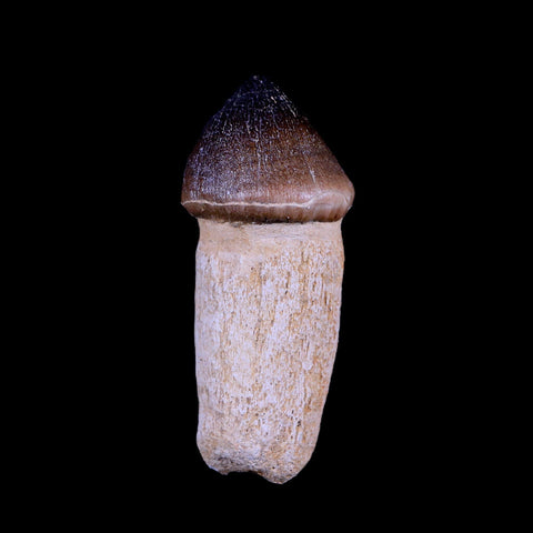3.1" Globidens Mosasaur Fossil Tooth Root Cretaceous Dinosaur Era COA & Stand - Fossil Age Minerals