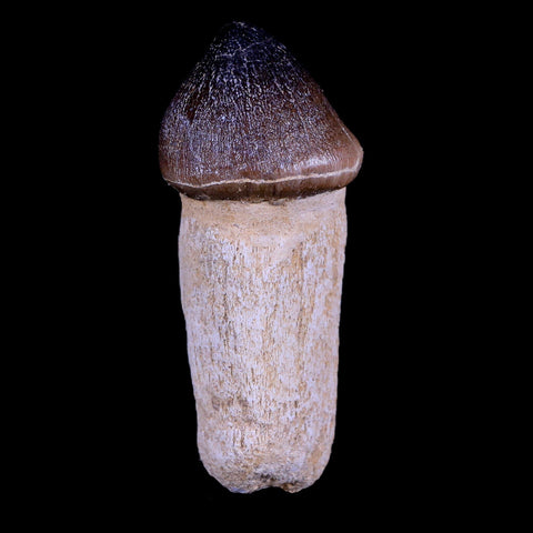 3.1" Globidens Mosasaur Fossil Tooth Root Cretaceous Dinosaur Era COA & Stand - Fossil Age Minerals