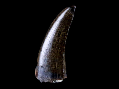 1.2" Tyrannosaur Serrated Fossil Tooth Cretaceous Dinosaur Judith River FM MT COA - Fossil Age Minerals