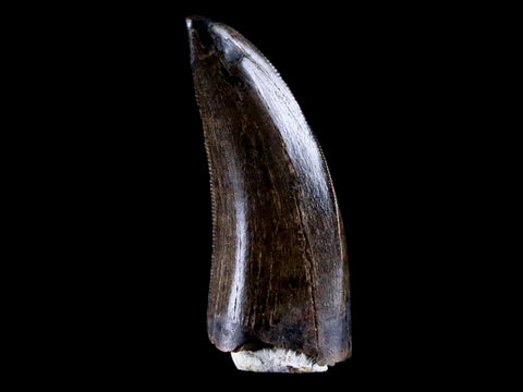 1.2" Tyrannosaur Serrated Fossil Tooth Cretaceous Dinosaur Judith River FM MT COA - Fossil Age Minerals