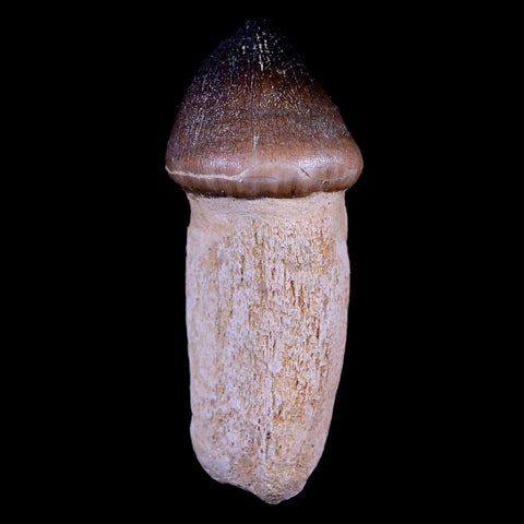 3.1" Globidens Mosasaur Fossil Tooth Root Cretaceous Dinosaur Era COA & Stand - Fossil Age Minerals