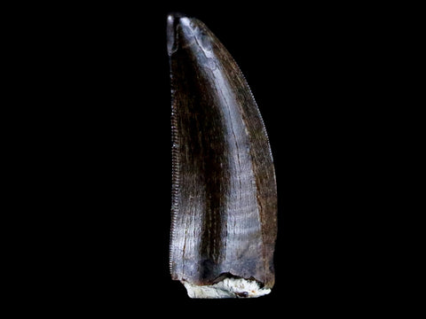 1.2" Tyrannosaur Serrated Fossil Tooth Cretaceous Dinosaur Judith River FM MT COA - Fossil Age Minerals
