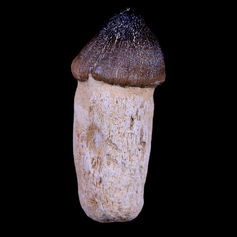 3.1" Globidens Mosasaur Fossil Tooth Root Cretaceous Dinosaur Era COA & Stand - Fossil Age Minerals