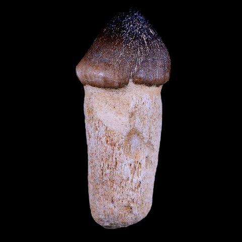 3.1" Globidens Mosasaur Fossil Tooth Root Cretaceous Dinosaur Era COA & Stand - Fossil Age Minerals