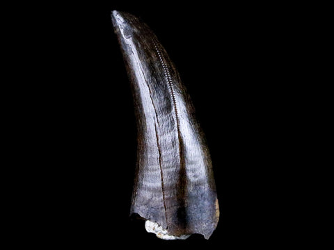 1.2" Tyrannosaur Serrated Fossil Tooth Cretaceous Dinosaur Judith River FM MT COA - Fossil Age Minerals
