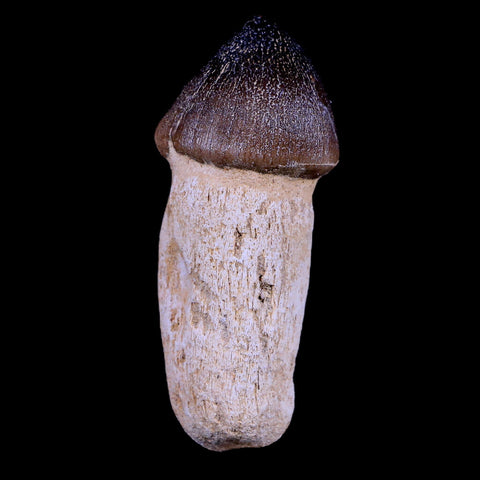 3.1" Globidens Mosasaur Fossil Tooth Root Cretaceous Dinosaur Era COA & Stand - Fossil Age Minerals