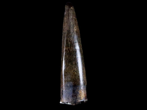 1.2" Tyrannosaur Serrated Fossil Tooth Cretaceous Dinosaur Judith River FM MT COA - Fossil Age Minerals
