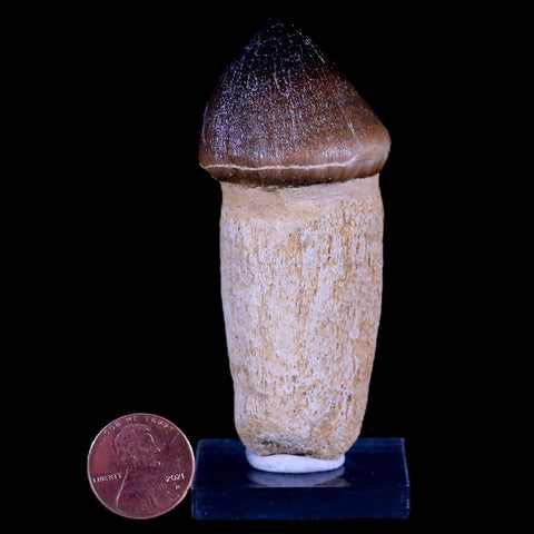 3.1" Globidens Mosasaur Fossil Tooth Root Cretaceous Dinosaur Era COA & Stand - Fossil Age Minerals