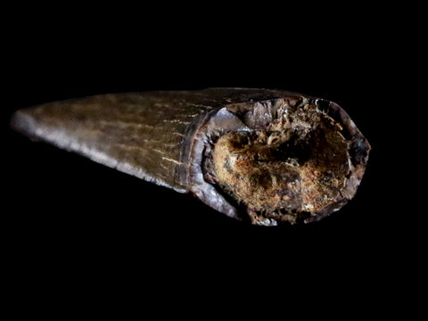 1.2" Tyrannosaur Serrated Fossil Tooth Cretaceous Dinosaur Judith River FM MT COA - Fossil Age Minerals