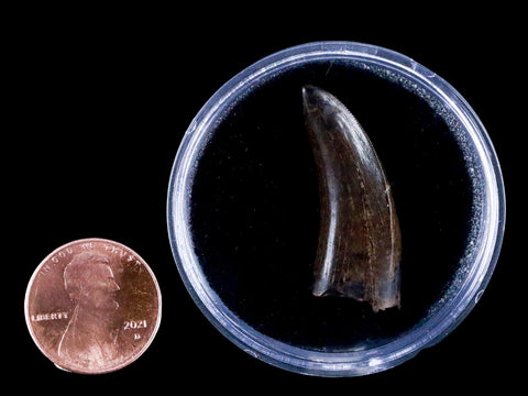 1.2" Tyrannosaur Serrated Fossil Tooth Cretaceous Dinosaur Judith River FM MT COA - Fossil Age Minerals