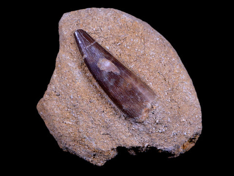 1.9" Plesiosaur Zarafasaura Tooth Fossil In Matrix Cretaceous Dinosaur Era COA - Fossil Age Minerals