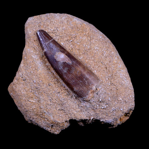 1.9" Plesiosaur Zarafasaura Tooth Fossil In Matrix Cretaceous Dinosaur Era COA - Fossil Age Minerals