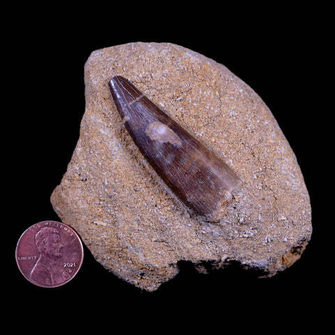 1.9" Plesiosaur Zarafasaura Tooth Fossil In Matrix Cretaceous Dinosaur Era COA - Fossil Age Minerals