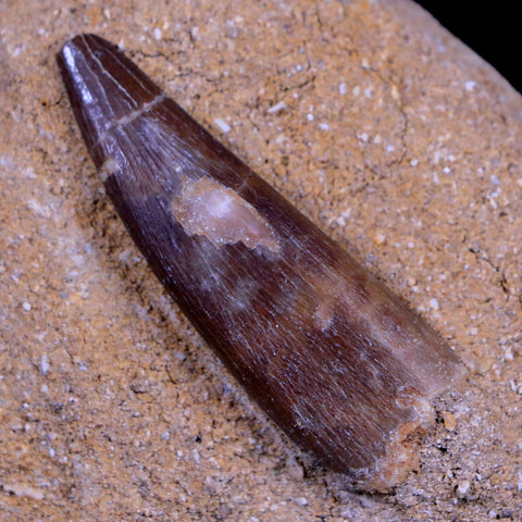 1.9" Plesiosaur Zarafasaura Tooth Fossil In Matrix Cretaceous Dinosaur Era COA - Fossil Age Minerals