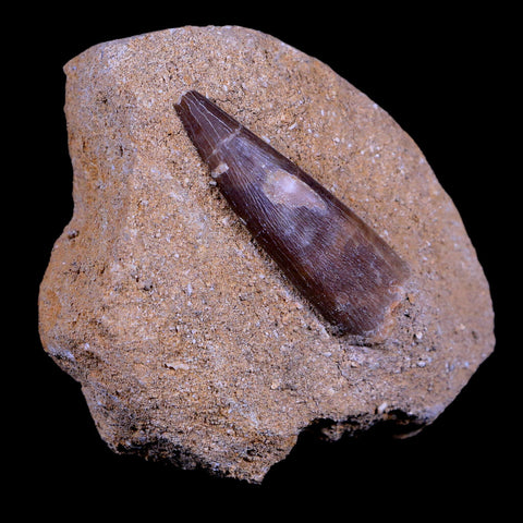 1.9" Plesiosaur Zarafasaura Tooth Fossil In Matrix Cretaceous Dinosaur Era COA - Fossil Age Minerals