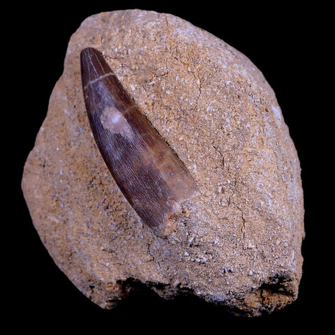 1.9" Plesiosaur Zarafasaura Tooth Fossil In Matrix Cretaceous Dinosaur Era COA - Fossil Age Minerals