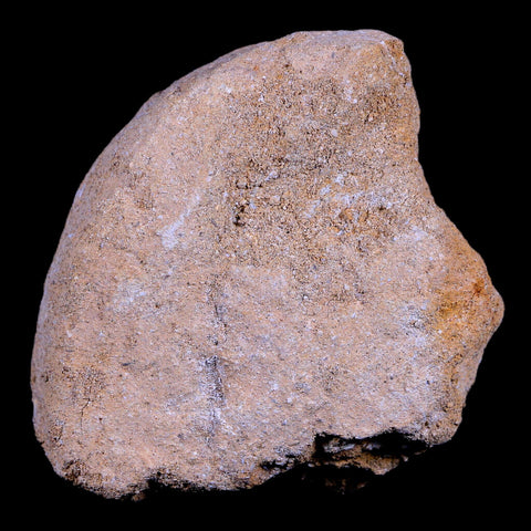 1.9" Plesiosaur Zarafasaura Tooth Fossil In Matrix Cretaceous Dinosaur Era COA - Fossil Age Minerals