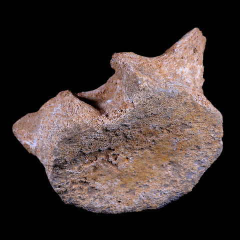 XL 5" Plesiosaur Fossil Vertebrae Cretaceous Dinosaur Era Morocco Zarafasaura COA - Fossil Age Minerals
