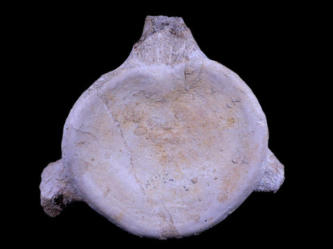 XL 6.1" Plesiosaur Fossil Vertebrae Cretaceous Dinosaur Era Morocco Zarafasaura COA - Fossil Age Minerals