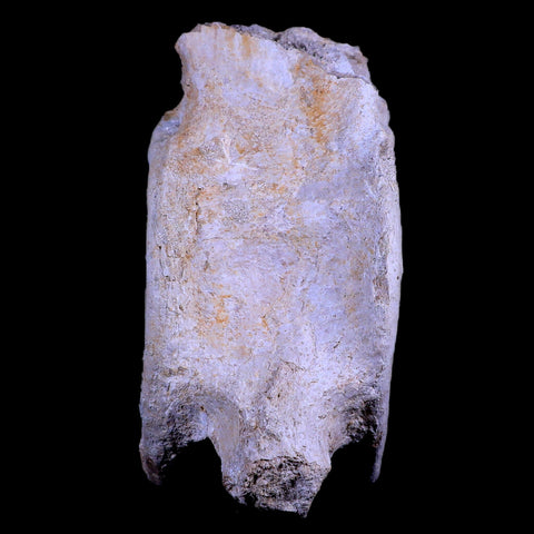 XL 6.1" Plesiosaur Fossil Vertebrae Cretaceous Dinosaur Era Morocco Zarafasaura COA - Fossil Age Minerals