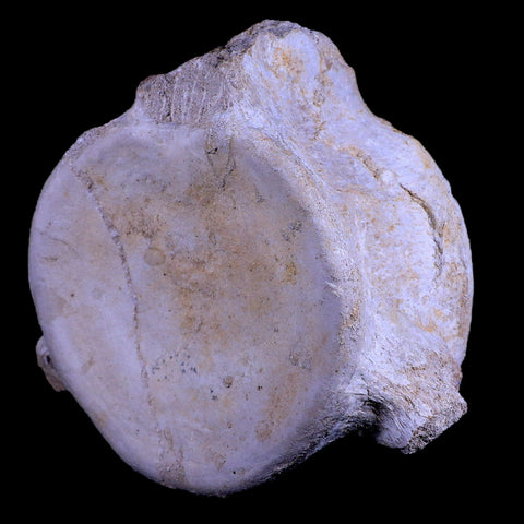 XL 6.1" Plesiosaur Fossil Vertebrae Cretaceous Dinosaur Era Morocco Zarafasaura COA - Fossil Age Minerals