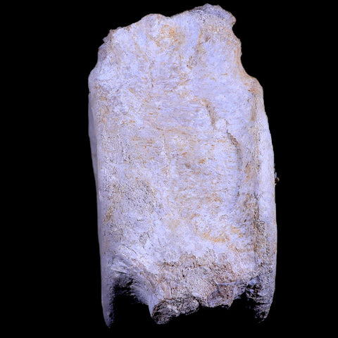 XL 6.1" Plesiosaur Fossil Vertebrae Cretaceous Dinosaur Era Morocco Zarafasaura COA - Fossil Age Minerals