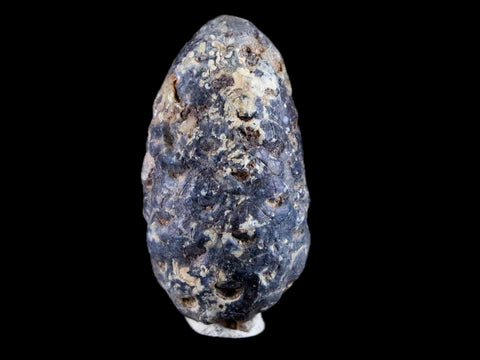 1.3" Fossil Pine Cone Equicalastrobus Replaced By Agate Eocene Age Seeds Fruit - Fossil Age Minerals