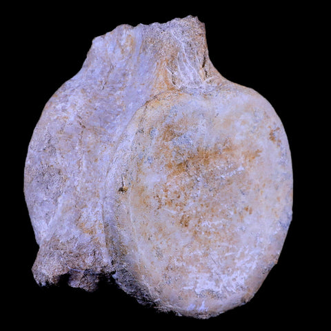 XL 6.1" Plesiosaur Fossil Vertebrae Cretaceous Dinosaur Era Morocco Zarafasaura COA - Fossil Age Minerals