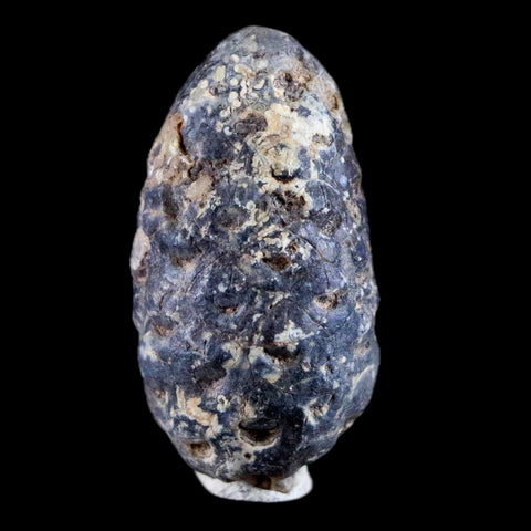 1.3" Fossil Pine Cone Equicalastrobus Replaced By Agate Eocene Age Seeds Fruit - Fossil Age Minerals