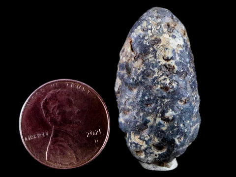 1.3" Fossil Pine Cone Equicalastrobus Replaced By Agate Eocene Age Seeds Fruit - Fossil Age Minerals