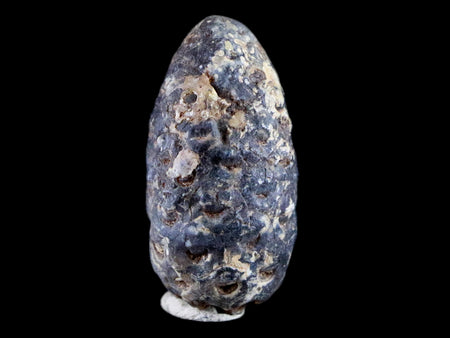 1.3" Fossil Pine Cone Equicalastrobus Replaced By Agate Eocene Age Seeds Fruit