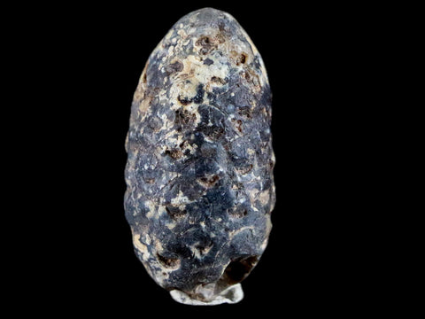 1.3" Fossil Pine Cone Equicalastrobus Replaced By Agate Eocene Age Seeds Fruit - Fossil Age Minerals