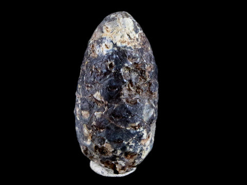 1.3" Fossil Pine Cone Equicalastrobus Replaced By Agate Eocene Age Seeds Fruit - Fossil Age Minerals