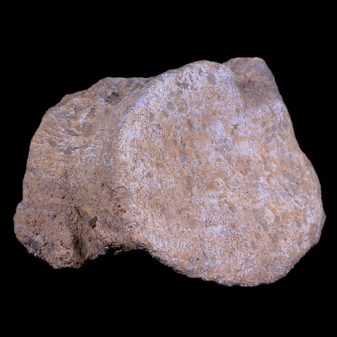 XL 5.3" Plesiosaur Fossil Vertebrae Cretaceous Dinosaur Era Morocco Zarafasaura COA - Fossil Age Minerals