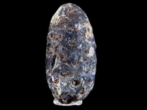 1.3" Fossil Pine Cone Equicalastrobus Replaced By Agate Eocene Age Seeds Fruit - Fossil Age Minerals