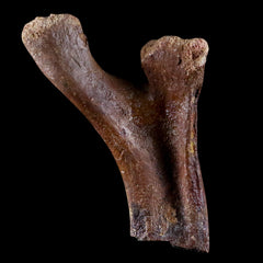 3.9" Crocodile Fossil Pelvic Bone Lance Creek FM Wyoming Cretaceous Dinosaur Age