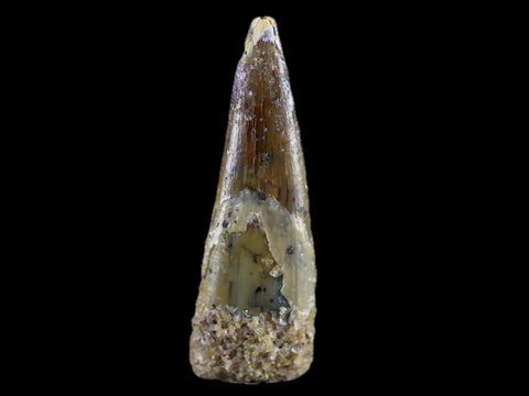 1" Pterosaur Coloborhynchus Fossil Tooth Upper Cretaceous Morocco COA & Display - Fossil Age Minerals
