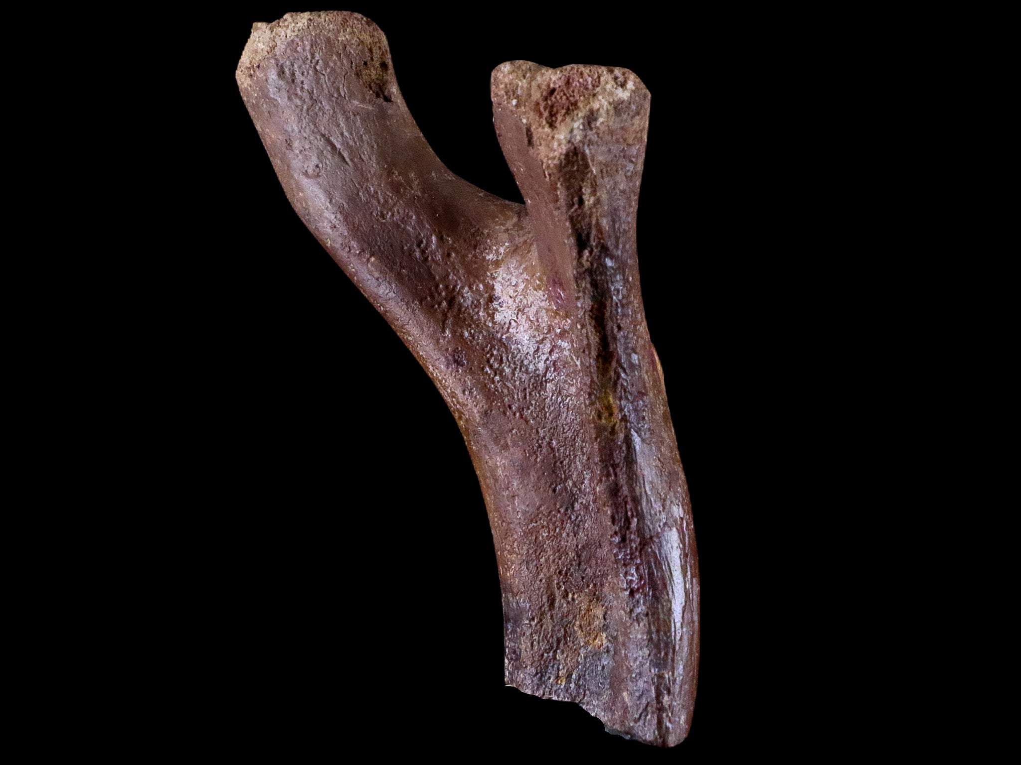 3.9 Crocodile Fossil Pelvic Bone Lance Creek FM Wyoming Cretaceous  Dinosaur Age
