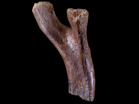 3.9" Crocodile Fossil Pelvic Bone Lance Creek FM Wyoming Cretaceous Dinosaur Age - Fossil Age Minerals