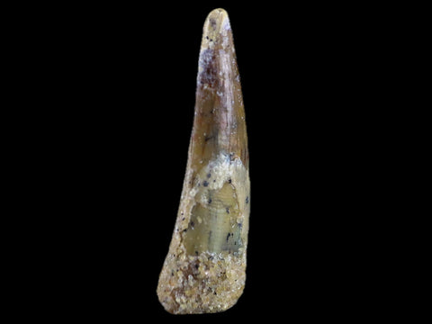 1" Pterosaur Coloborhynchus Fossil Tooth Upper Cretaceous Morocco COA & Display - Fossil Age Minerals