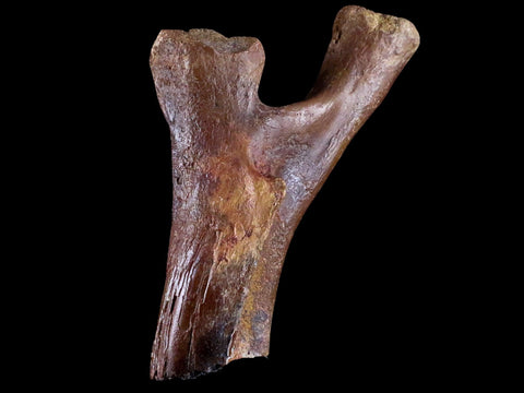 3.9" Crocodile Fossil Pelvic Bone Lance Creek FM Wyoming Cretaceous Dinosaur Age - Fossil Age Minerals