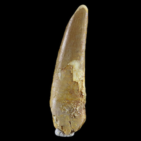 1.2" Pterosaur Coloborhynchus Fossil Tooth Upper Cretaceous Morocco COA & Display - Fossil Age Minerals