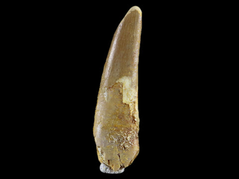 1.2" Pterosaur Coloborhynchus Fossil Tooth Upper Cretaceous Morocco COA & Display - Fossil Age Minerals